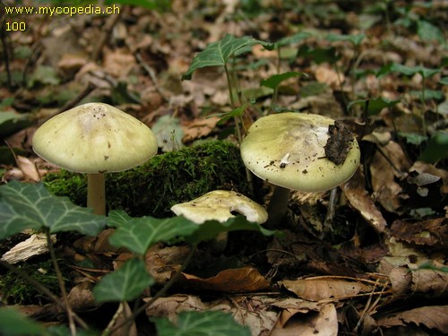 Amanita phalloides - 