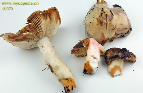 Russula cavipes - 