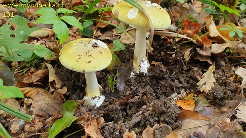 Amanita phalloides - 