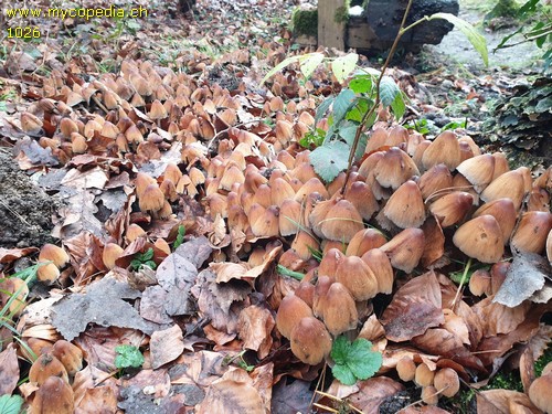 Coprinellus micaceus - 