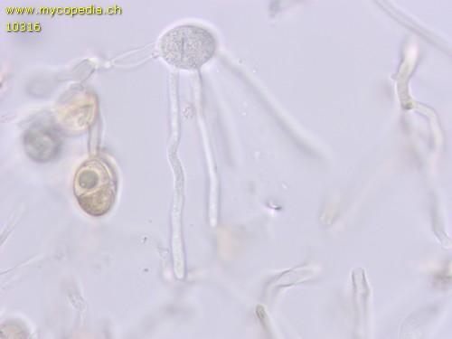 Phaeotremella frondosa - 