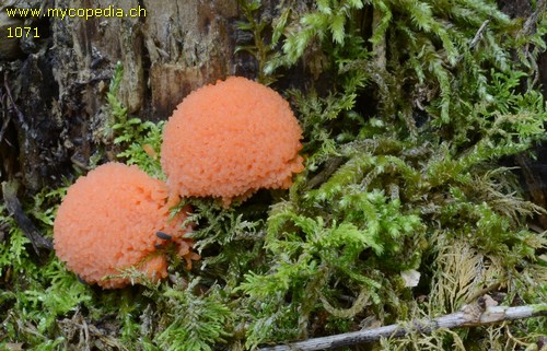 Tubifera ferruginosa - 