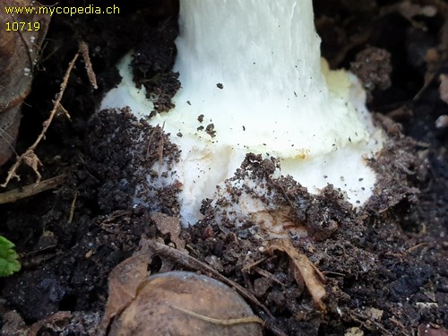 Amanita citrina - 