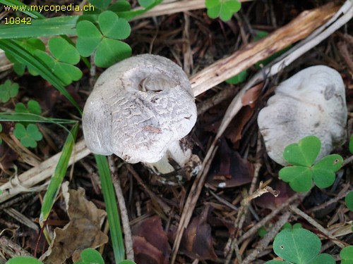 Tricholoma pardinum - 