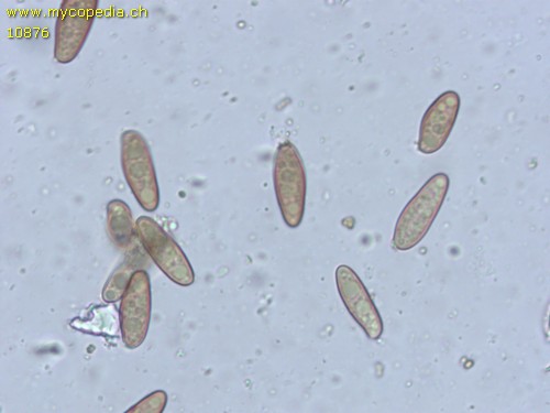 Chroogomphus rutilus - Spore/n - 