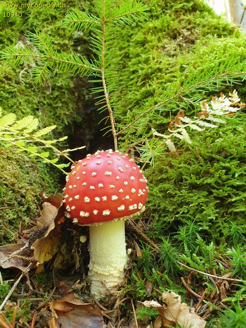 Amanita muscaria - 