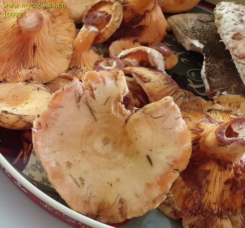 Lactarius salmonicolor - 