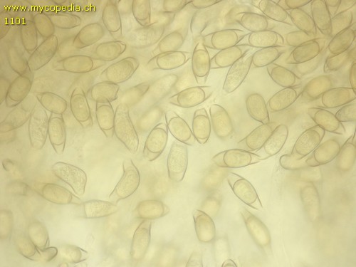 Asterophora parasitica - Chlamydosporen - 
