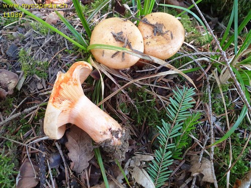 Lactarius salmonicolor - 