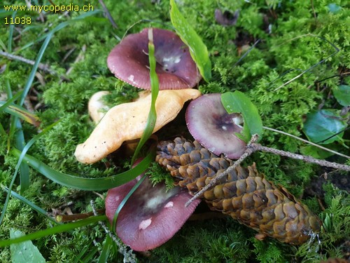 Lactarius salmonicolor - 