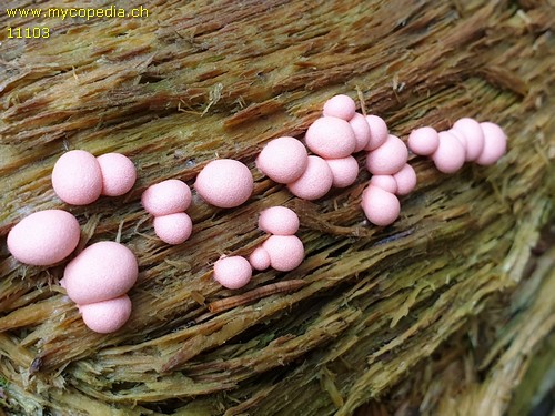 Lycogala epidendrum - 