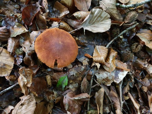 Cortinarius orellanus - 