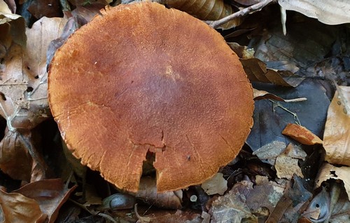 Cortinarius orellanus - 