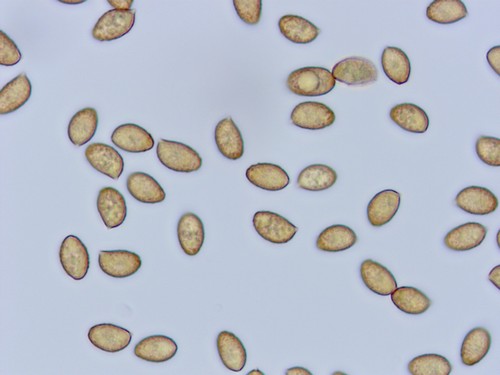 Cortinarius orellanus - Spore/n - 