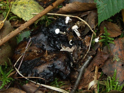 Asterophora lycoperdoides - 