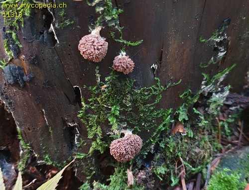 Tubifera ferruginosa - 