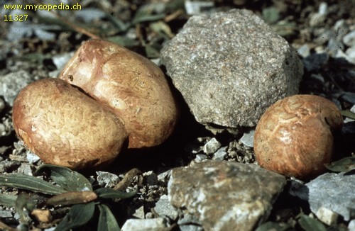 Rhizopogon roseolus - 