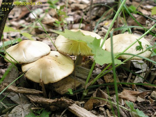 Agrocybe praecox - 