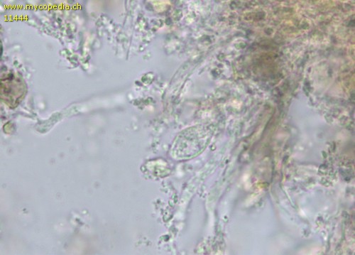 Exidiopsis effusa - Dikaryophysen - 