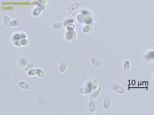 Clitocybe vibecina - 
