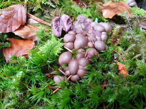 Lycogala epidendrum - 