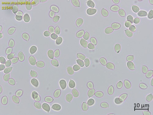 Arrhenia onisca - Sporen - Melzers  - 