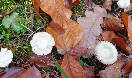 Inocybe geophylla - 