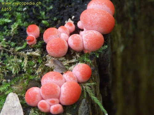 Lycogala epidendrum - 