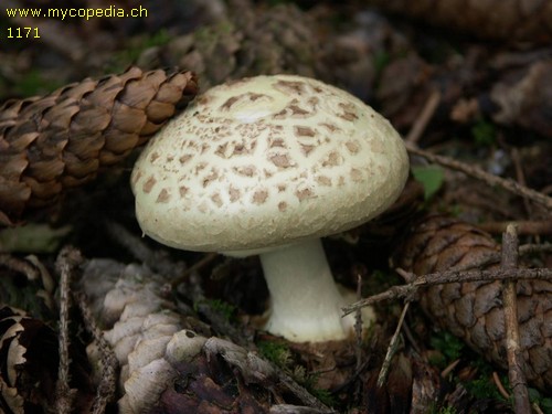 Amanita citrina - 