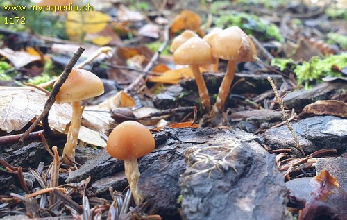 Galerina marginata - 