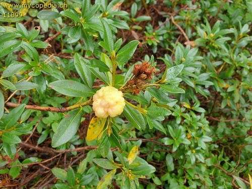 Exobasidium rhododendri - 