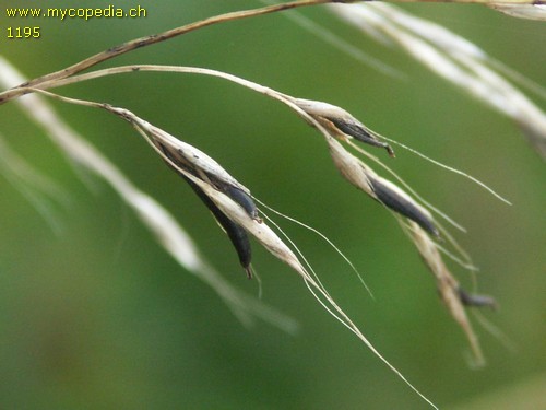 Claviceps purpurea - 