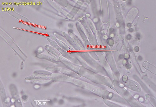 Phialosporen - 