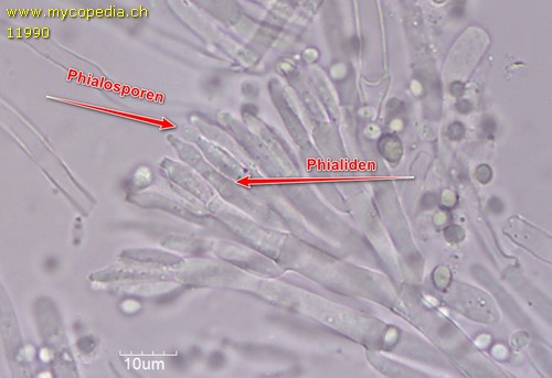 Phialosporen - 