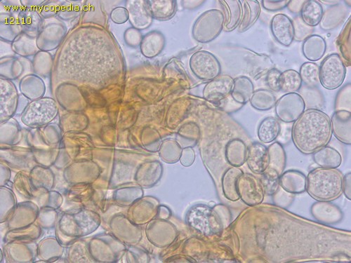 Nematogonum ferrugineum - 