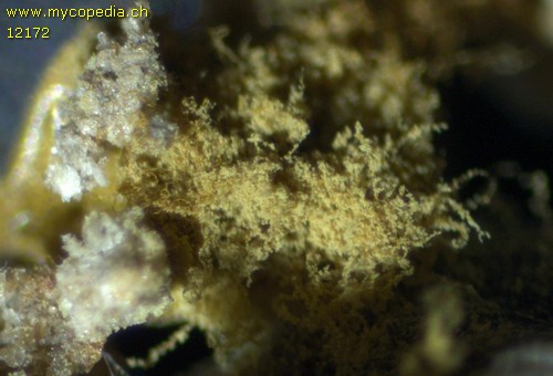 Metatrichia floriformis - 