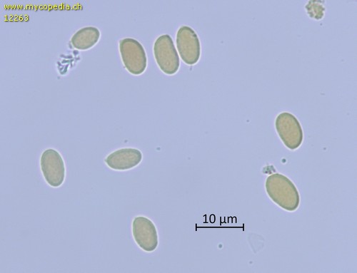 Amylostereum areolatum - Sporen - Baral  - 