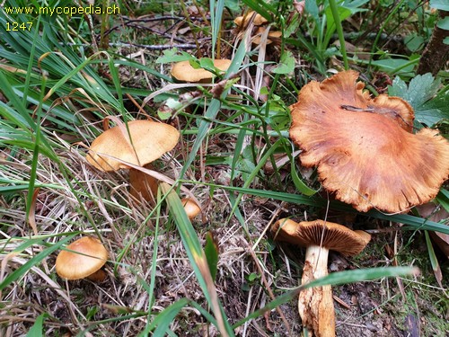 Cortinarius limonius - 