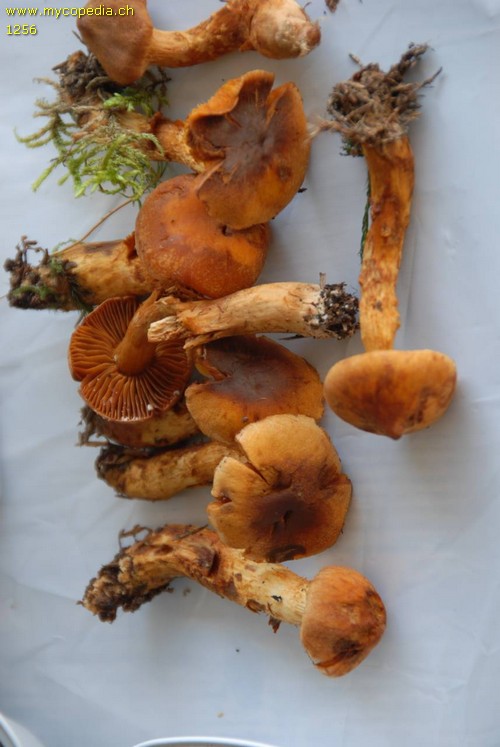 Cortinarius limonius - 