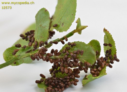 Leocarpus fragilis f. fragilis - 