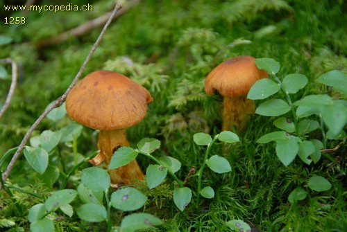 Cortinarius limonius - 