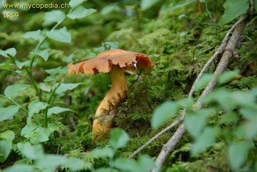 Cortinarius limonius - 