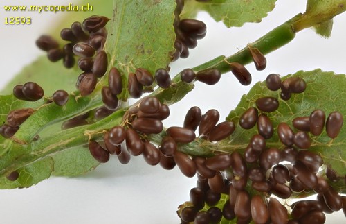 Leocarpus fragilis f. fragilis - 