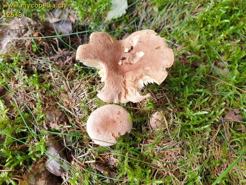 Lactarius helvus - 