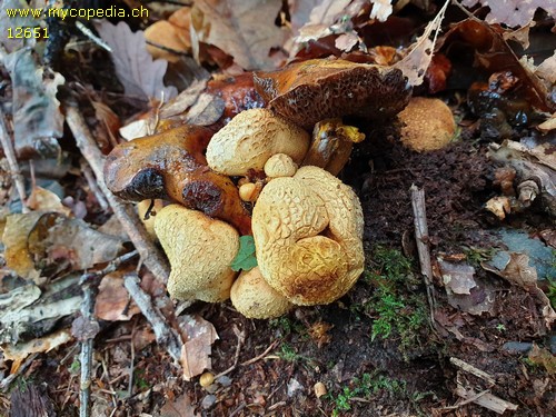 Pseudoboletus parasiticus - 