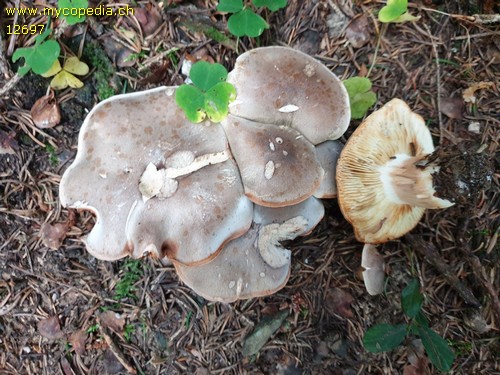 Tricholoma saponaceum - 