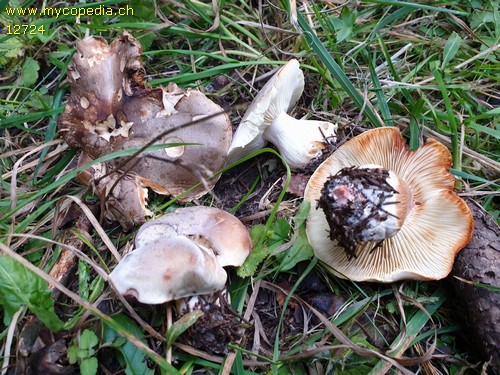 Tricholoma saponaceum - 