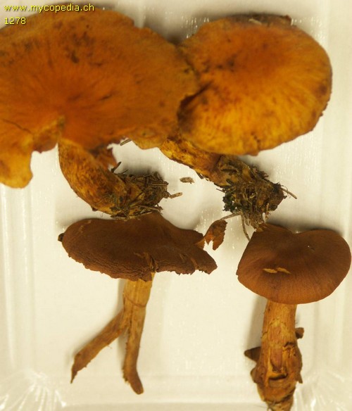 Cortinarius rubellus - 