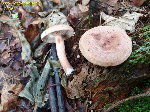 Lactarius helvus - 