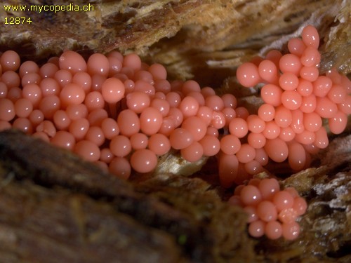 Arcyria ferruginea - 